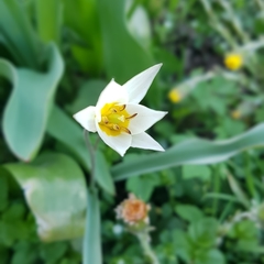 Tulipa bifloriformis