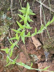 Inezia integrifolia