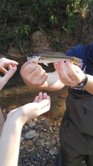 Micropterus henshalli