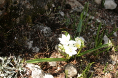 Ornithogalum oligophyllum