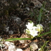 Ornithogalum oligophyllum - Photo (c) Sotirios Liakas, algunos derechos reservados (CC BY-NC), subido por Sotirios Liakas