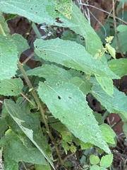 Triumfetta pilosa tomentosa