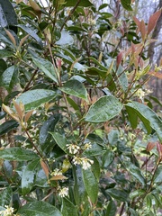 Osmanthus