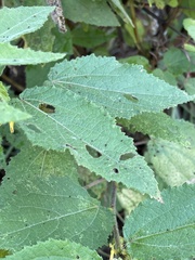 Triumfetta pilosa tomentosa