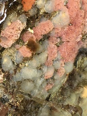 Distaplia