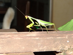 Stagmatoptera supplicaria