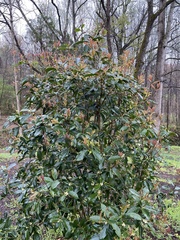 Osmanthus