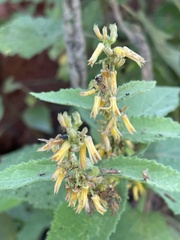 Triumfetta pilosa tomentosa