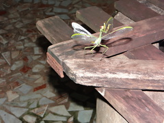 Stagmatoptera supplicaria