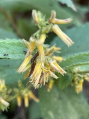 Triumfetta pilosa tomentosa