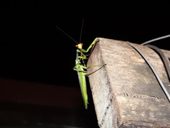 Stagmatoptera supplicaria