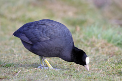 Fulica atra