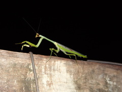 Stagmatoptera supplicaria