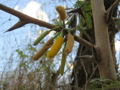 Vachellia collinsii