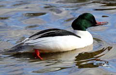 Mergus merganser
