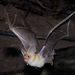 Pallid Bat - Photo (c) dougback, some rights reserved (CC BY-NC)