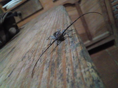 Gnaphalodes trachyderoides