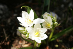 Ornithogalum oligophyllum