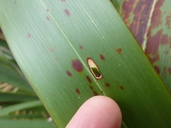 Orthoclydon praefectata