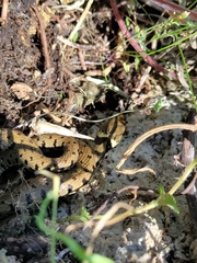 Natrix helvetica sicula