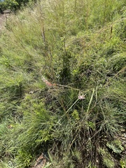 Gladiolus serpenticola