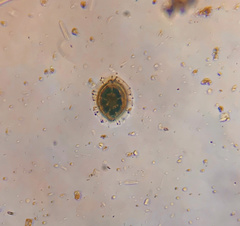 Desmidium