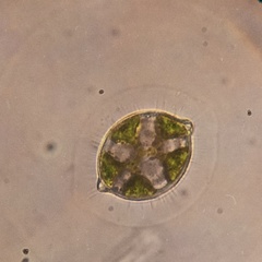 Desmidium