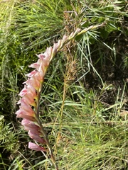 Gladiolus serpenticola