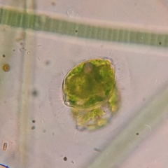 Desmidium