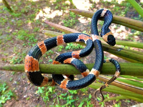 Sibon anthracops