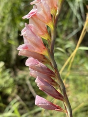 Gladiolus serpenticola