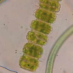 Desmidium
