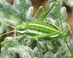 Odontura aspericauda