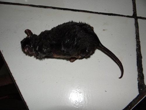 Gray Short-tailed Opossum