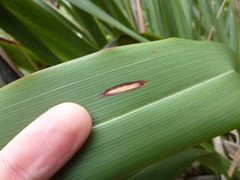 Orthoclydon praefectata