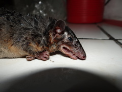 Monodelphis