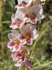 Gladiolus serpenticola