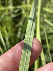 Gladiolus serpenticola