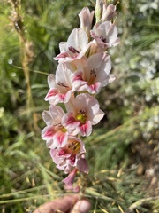 Gladiolus serpenticola