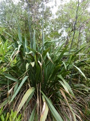 Orthoclydon praefectata