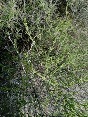 Salsola oppositifolia