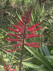 Erythrina herbacea image