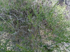 Salsola oppositifolia