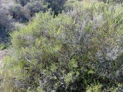 Salsola oppositifolia