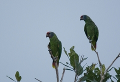 Amazona brasiliensis