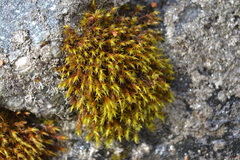 Schistidium papillosum