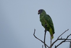 Amazona brasiliensis