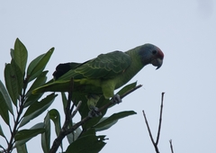 Amazona brasiliensis