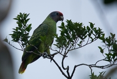 Amazona brasiliensis