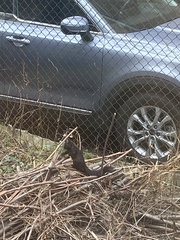 Sciurus carolinensis